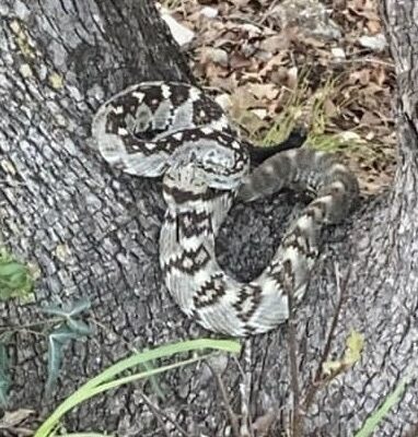 Landowner finds rare rattlesnake in Kerr County