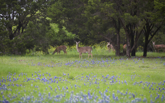 City of New Braunfels: “Don’t Feed the Wildlife!”